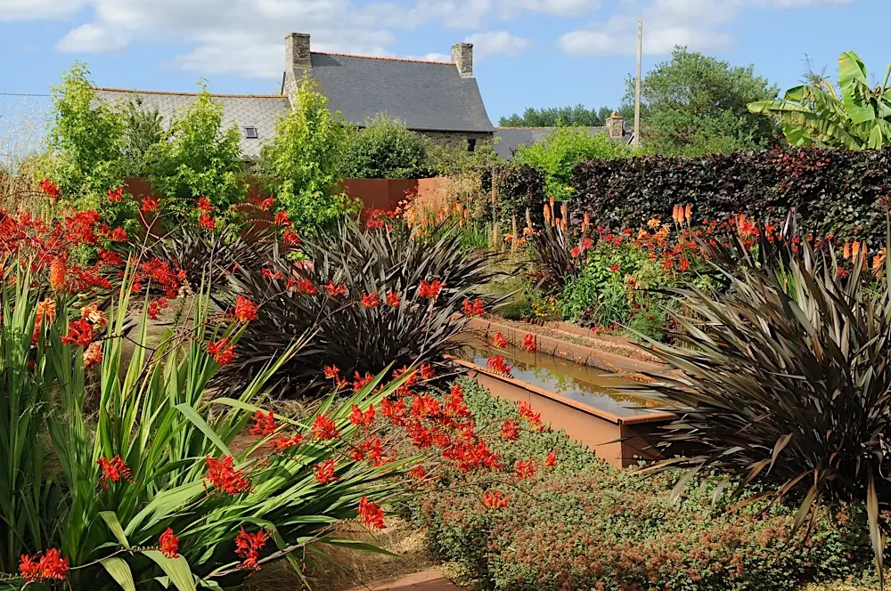 Massif de crocosmias rouges