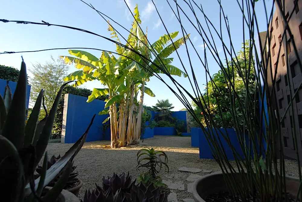 Bananier et murs bleus du patio exotique