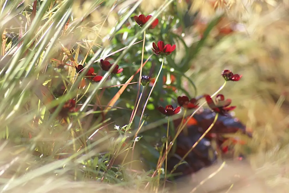 Fleurs et graminées au soleil couchant