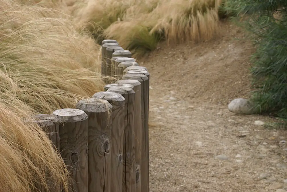 Chemin de sable entre les dunes plantées