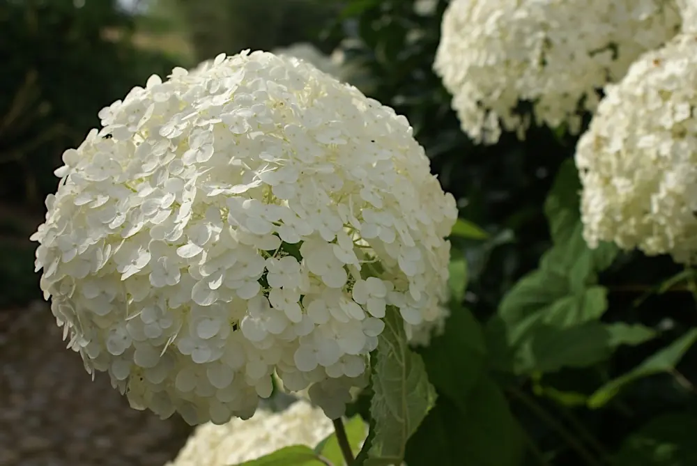 Hortensia blanc en fleur