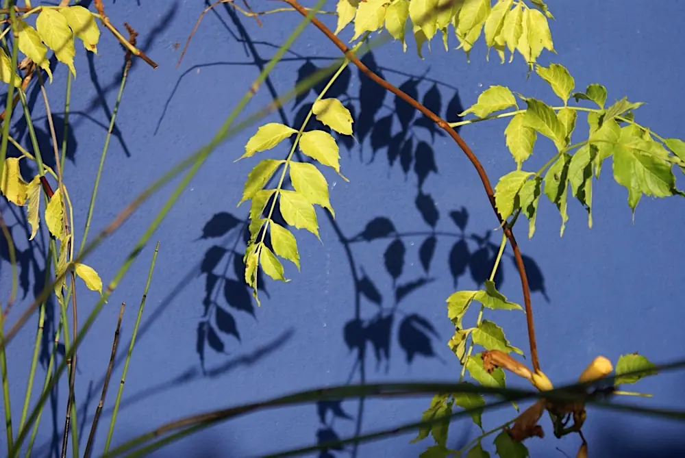 Feuillage doré et son ombre sur le mur bleu