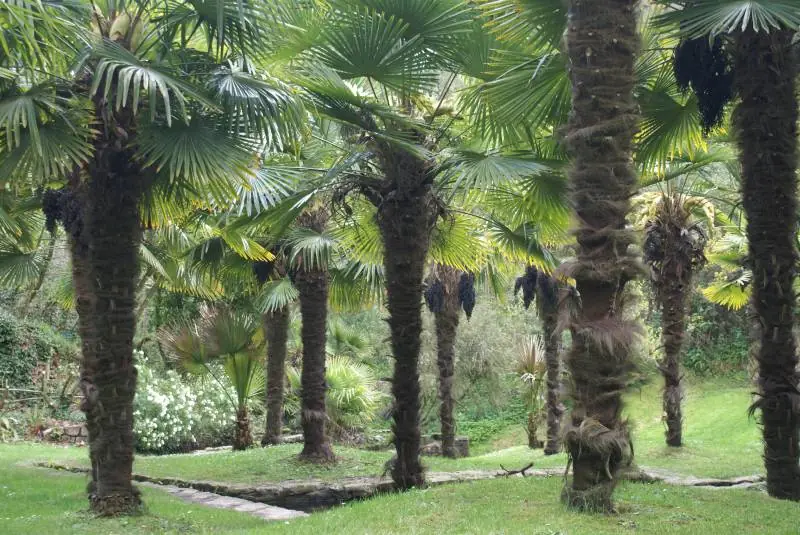 Palmiers du jardin exotique voisin