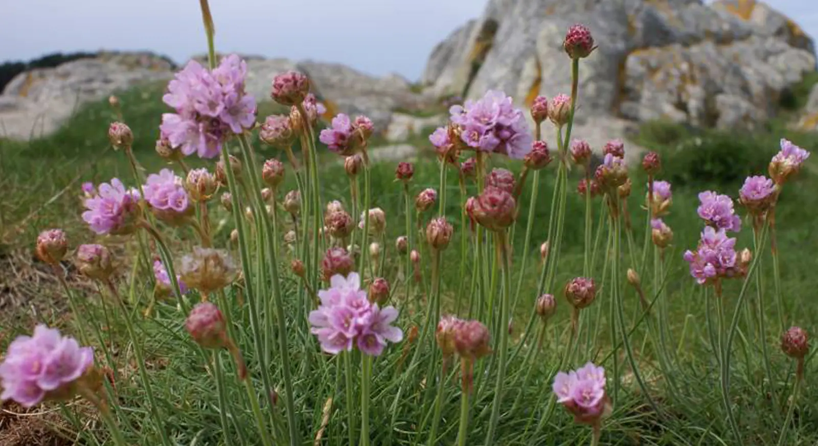 Arméries roses en fleur sur les rochers de granit du littoral